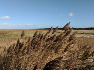 A close-up of tall, brown reeds swaying in the autumn breeze against a backdrop of rolling dunes under a blue sky.