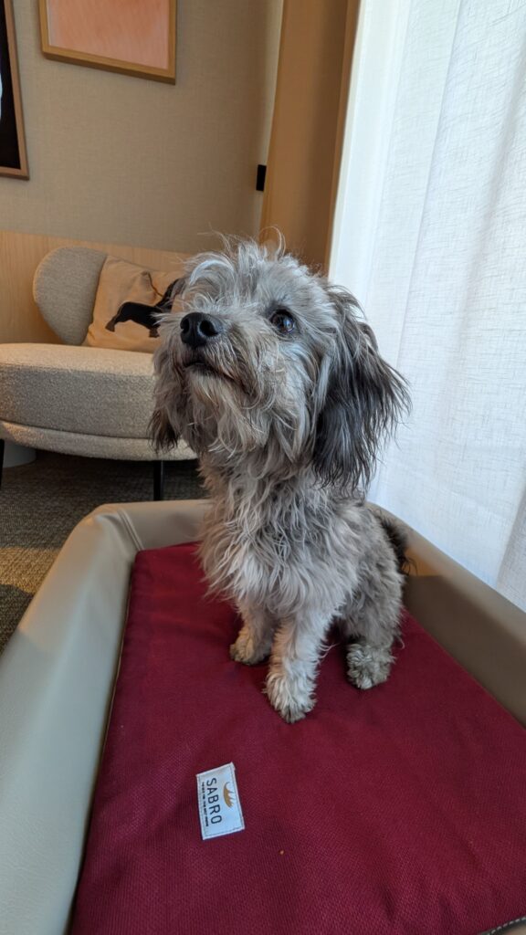 A scruffy dog looks up curiously as it gets comfortable in the padded dog bed in the Bude. The calm atmosphere invites both people and pets to unwind together.