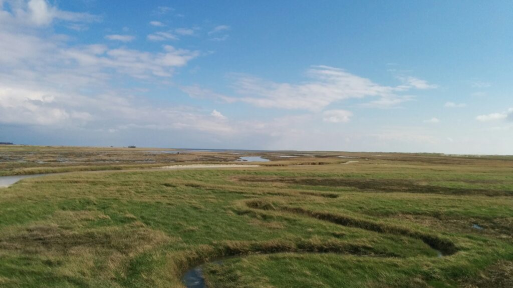Weite grüne Salzwiesen in St. Peter-Ording unter blauem Sommerhimmel mit kleinen Wasserläufen (Prielen).